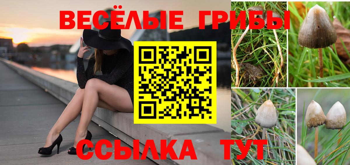 Галлюциногенные грибы Cubensis  закладка  Вход с VPN  Чистополь  Псилоцибиновые грибы GOLDEN TEACHER 